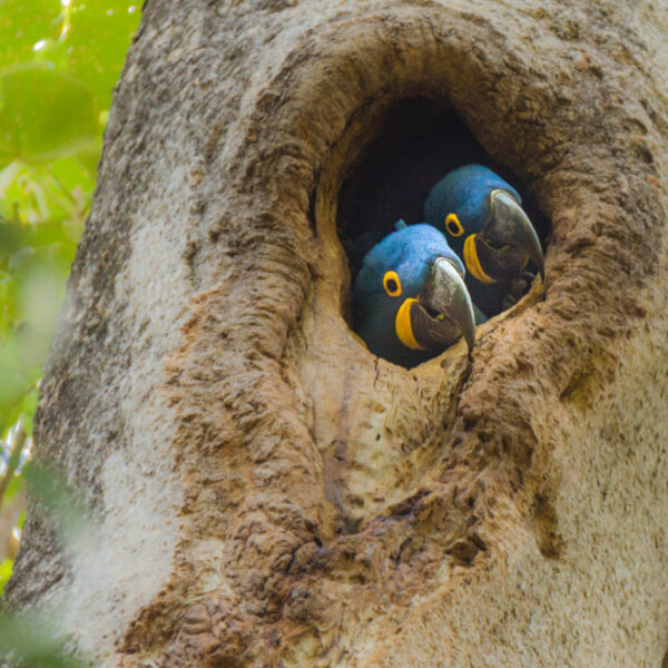Un couple de perroquets abrité dans un tronc d'arbre dans la région du Pantanal dans l'état de Mato Grosso, Brésil