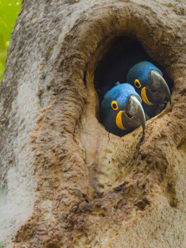 Un couple de perroquets abrité dans un tronc d'arbre dans la région du Pantanal dans l'état de Mato Grosso, Brésil