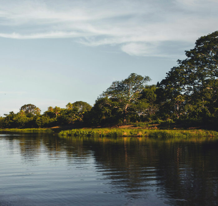 Un marais dans la région du Pantanal dans l'état de Mato Grosso, Brésil
